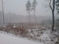 wald köln im Schnee