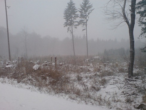 Schnee im Wald Königsforst